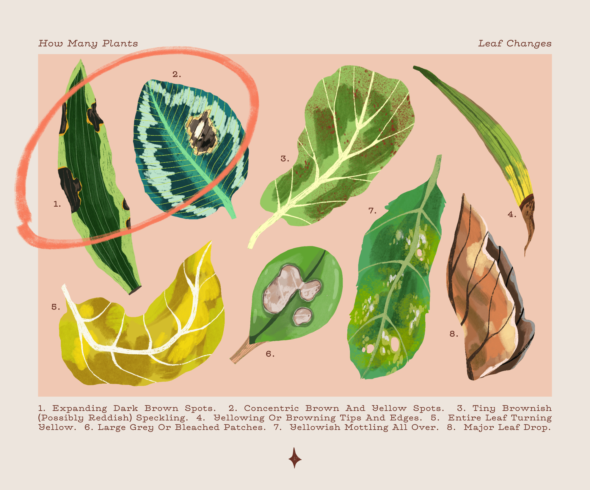 Decoding Leaf Changes in Your Houseplant